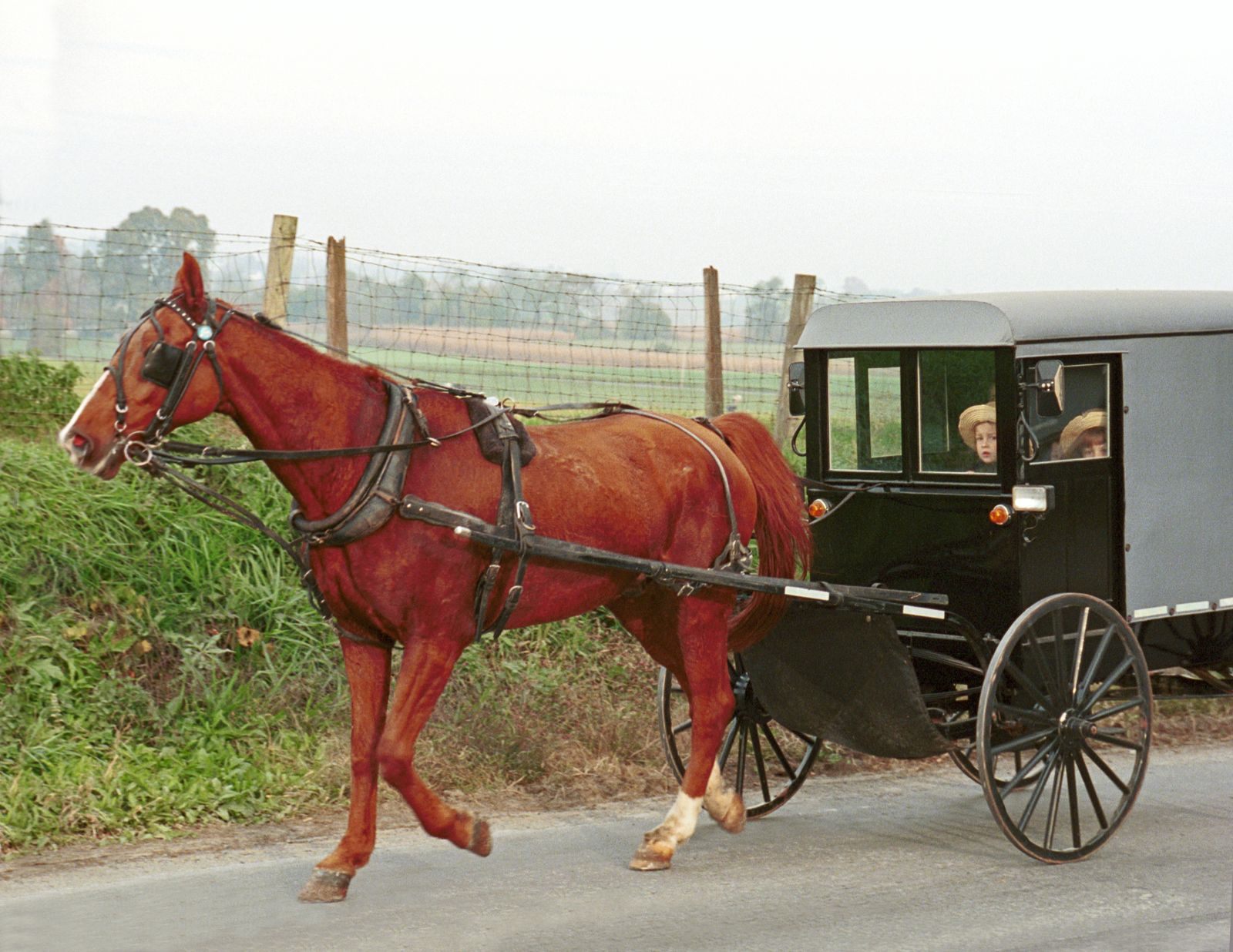 An Amish horse and buggy on a country road in Lancaster County, a sight that puts Amish Country high on lists of things to do in Pennsylvania with kids